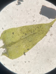 Brachythecium capillaceum