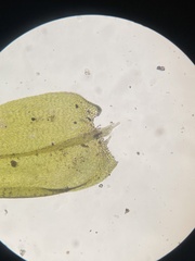 Brachythecium capillaceum