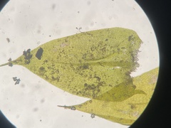 Brachythecium capillaceum