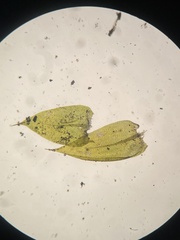 Brachythecium capillaceum