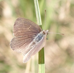 Erina erina erinus
