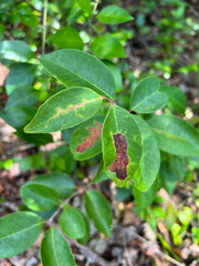 Chilocampyla