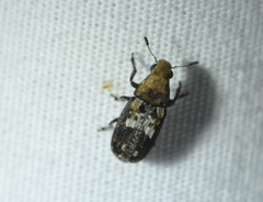 Euparius paganus