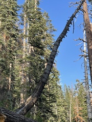 Dendragapus fuliginosus