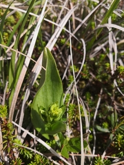 Platanthera tipuloides