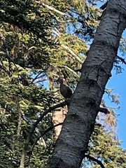 Dendragapus fuliginosus