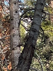 Dendragapus fuliginosus