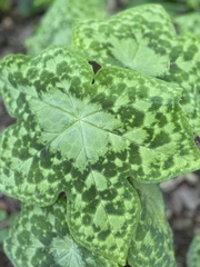 Podophyllum