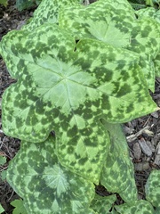 Podophyllum