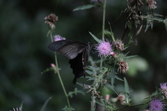 Papilio demetrius