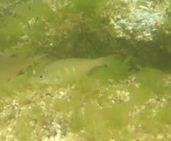 Cymatogaster aggregata