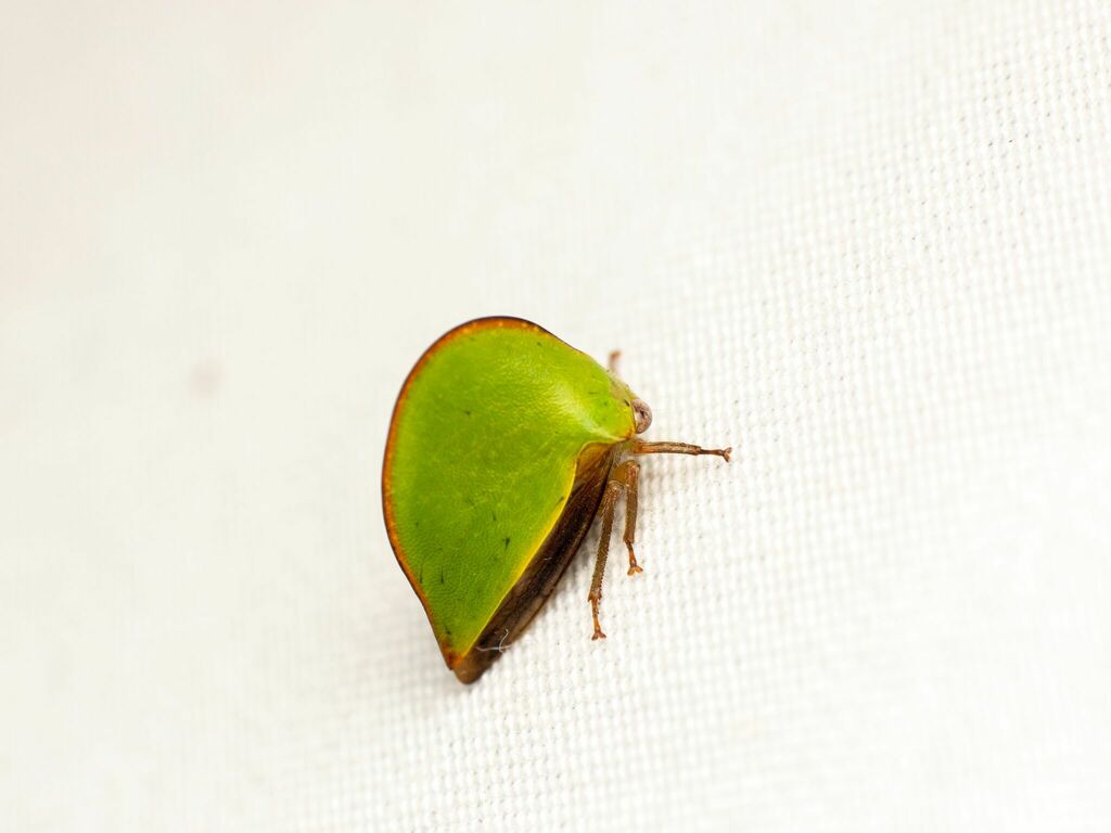 Archasia belfragei