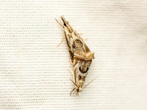 Elegant Grass-veneer photo 4