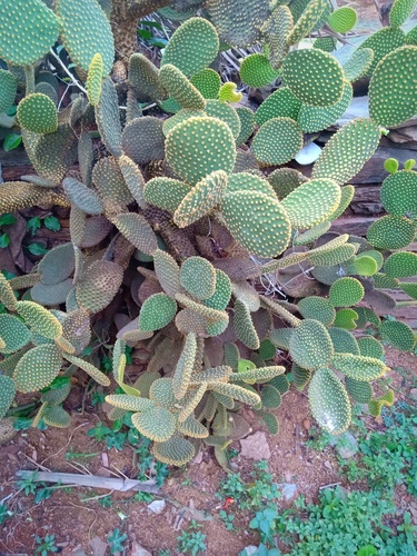 Bunny Ears Cactus
