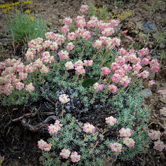 Eriogonum thymoides