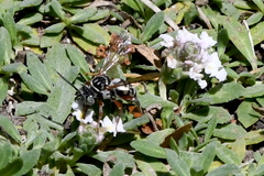 Triepeolus subnitens