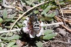 Triepeolus subnitens