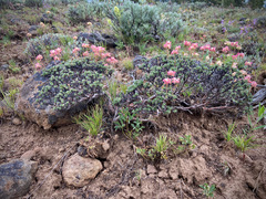 Eriogonum thymoides
