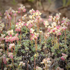 Eriogonum thymoides