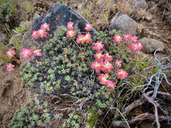 Eriogonum thymoides