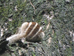 Funambulus pennantii