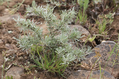 Artemisia rigida