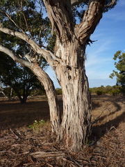 Eucalyptus studleyensis
