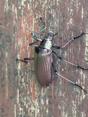 Andocamaria formosana