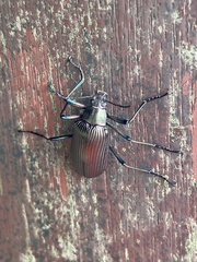 Andocamaria formosana