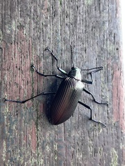 Andocamaria formosana