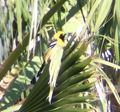 Icterus cucullatus nelsoni