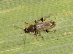 Macratria murina