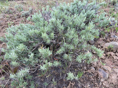 Artemisia rigida