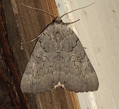 Catocala illecta