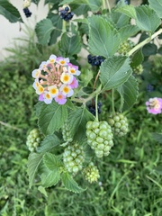 Lantana