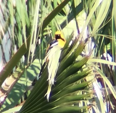 Icterus cucullatus nelsoni