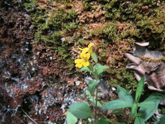 Erythranthe alsinoides