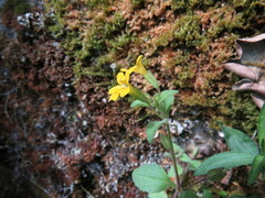 Erythranthe alsinoides