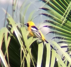 Icterus cucullatus nelsoni