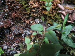 Erythranthe alsinoides