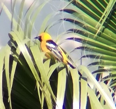 Icterus cucullatus nelsoni