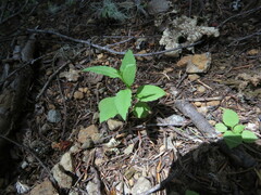 Campanula scouleri