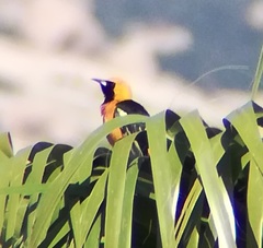 Icterus cucullatus nelsoni