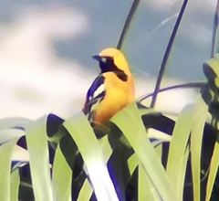 Icterus cucullatus nelsoni