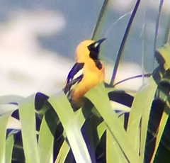 Icterus cucullatus nelsoni