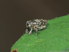 Cylindrocopturus adspersus
