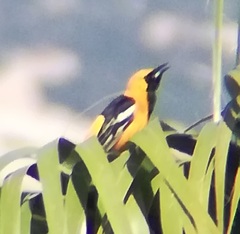 Icterus cucullatus nelsoni