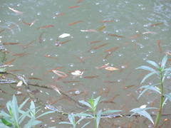 Channa striata