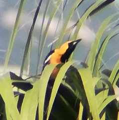 Icterus cucullatus nelsoni