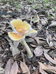 Amanita subjunquillea